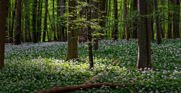Achtsam Waldbaden: Frühjahrsaufblühen!