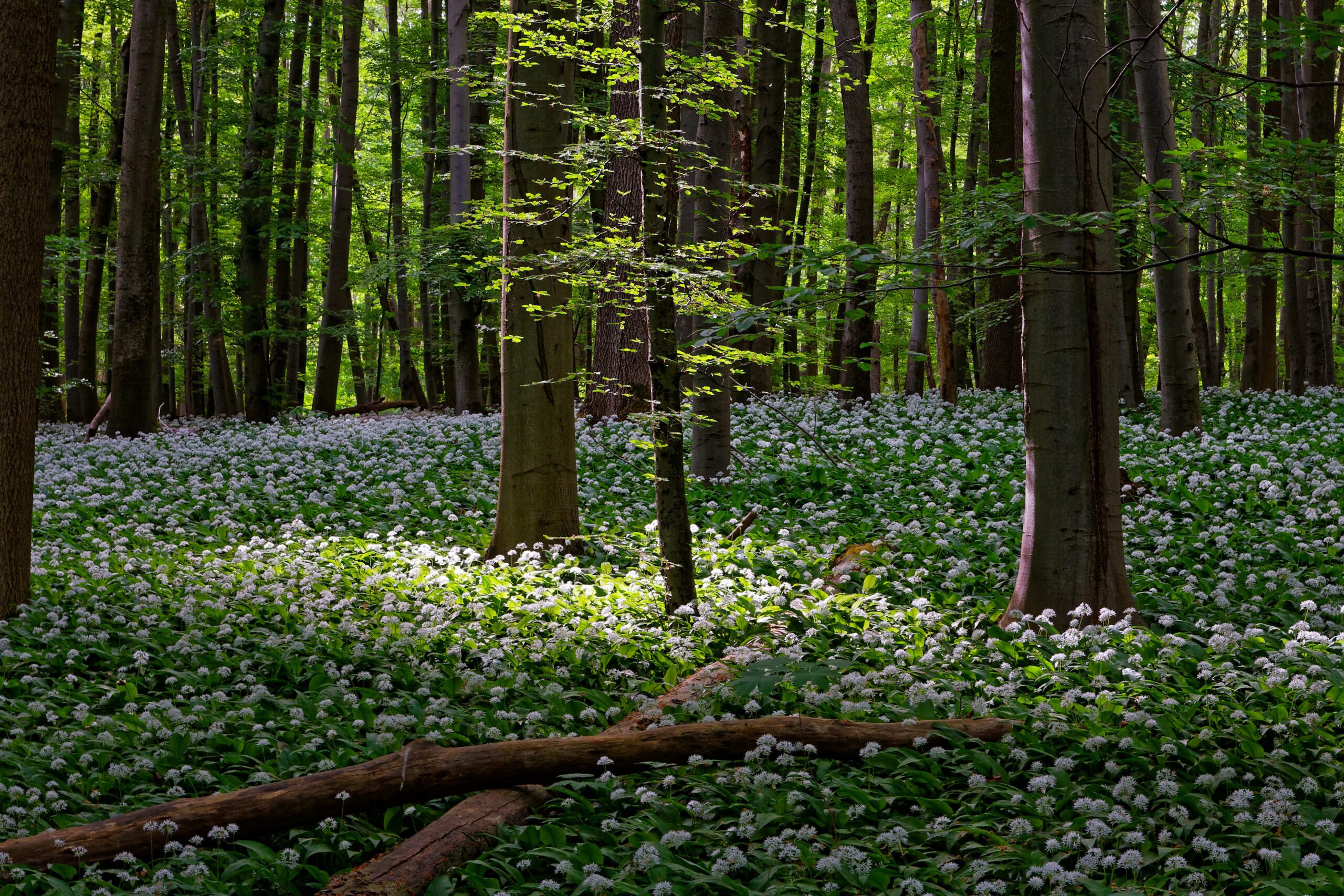 Achtsam Waldbaden: Frühjahrsaufblühen!