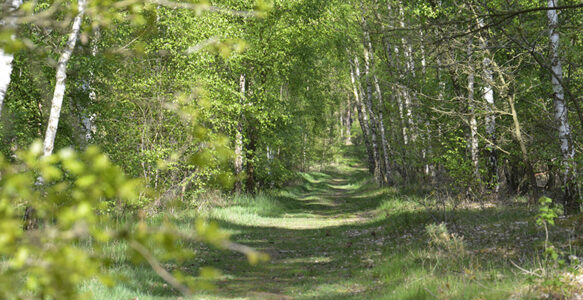 Achtsam Waldbaden: Frühjahrsaufblühen!