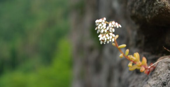 Schnupperwochenende: Resilienz-Training im Naturraum