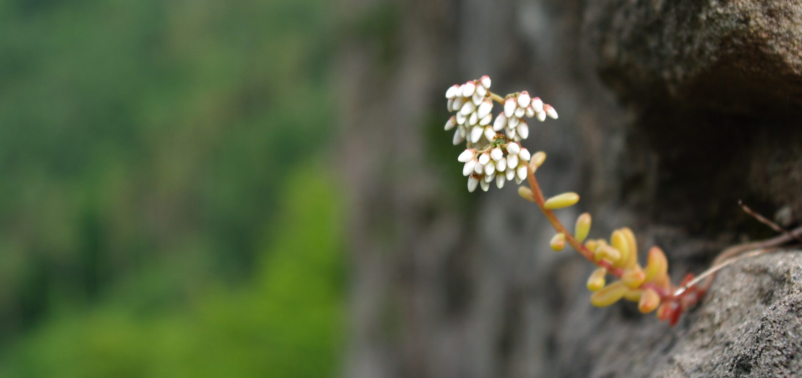 Schnupperwochenende: Resilienz-Training im Naturraum