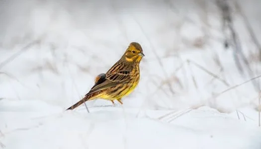 Finde Deine:n Mentor:in in der Vogelwelt