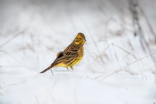 Finde Deine:n Mentor:in in der Vogelwelt