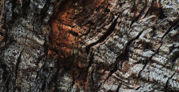 Naturzeit Todholz: natürliche Kreisläufe des Lebens