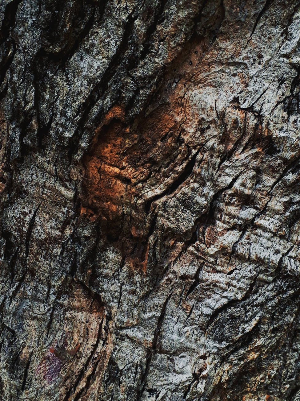 Naturzeit Todholz: natürliche Kreisläufe des Lebens