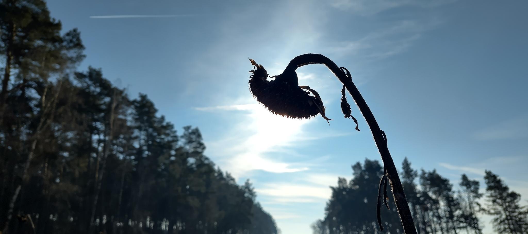 Neue Samen reifen im Winter